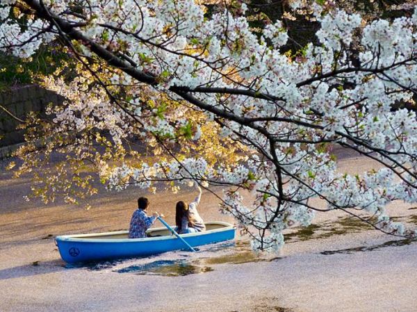 Tu nghiệp sinh Nhật Bản đi ngắm hoa anh đào tại Nhật năm 2015 ...